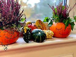 Dyniowy eksperyment 2022_8