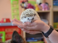 Jeż w przedszkolu_2