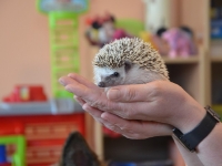 Jeż w przedszkolu_4