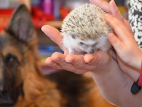 Jeż w przedszkolu_5