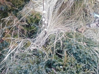 Szukanie Zajączka :)_10