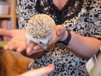 Jeż w przedszkolu_15