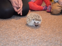 Jeż w przedszkolu_17