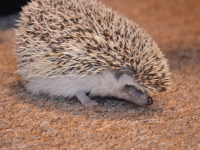 Jeż w przedszkolu_18