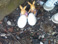 Szukanie Zajączka :)_3